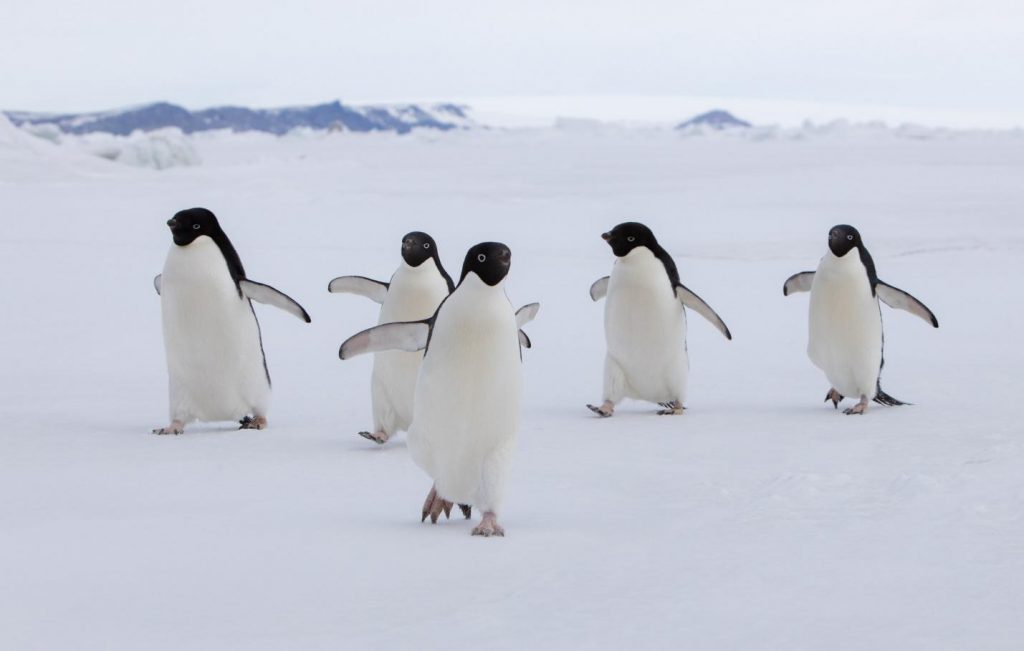 Adelie penguins are native to Antarctica and cannot be found in the Arctic