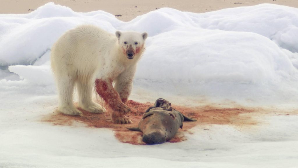 Polar bears are intensely dangerous, by far the most dangerous predator in the Arctic