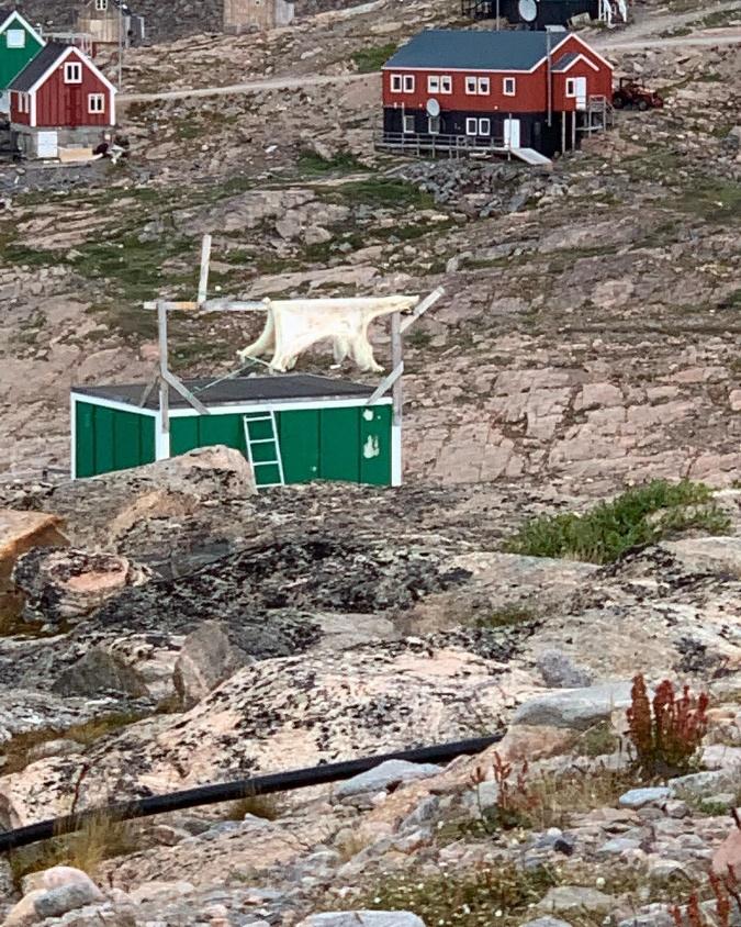 A polar bear skin hung up to dry in Ittoqqortoormiit, Greenland