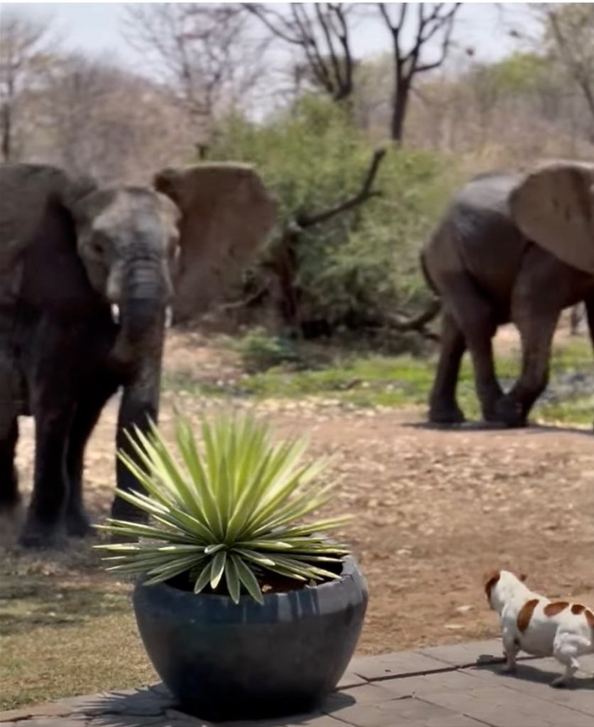 A Jack Russell scaring off elephants
BRINGING A CHARACTER TO LIFE